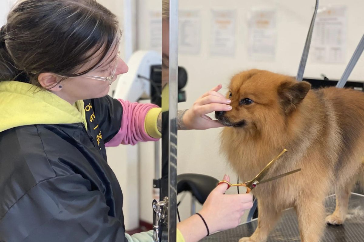 how-much-does-a-dog-groomer-make-uk