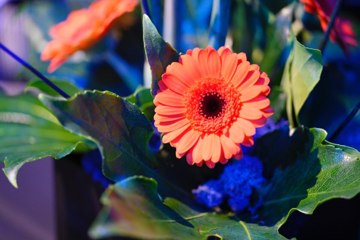 Moulton College Floristry student displays